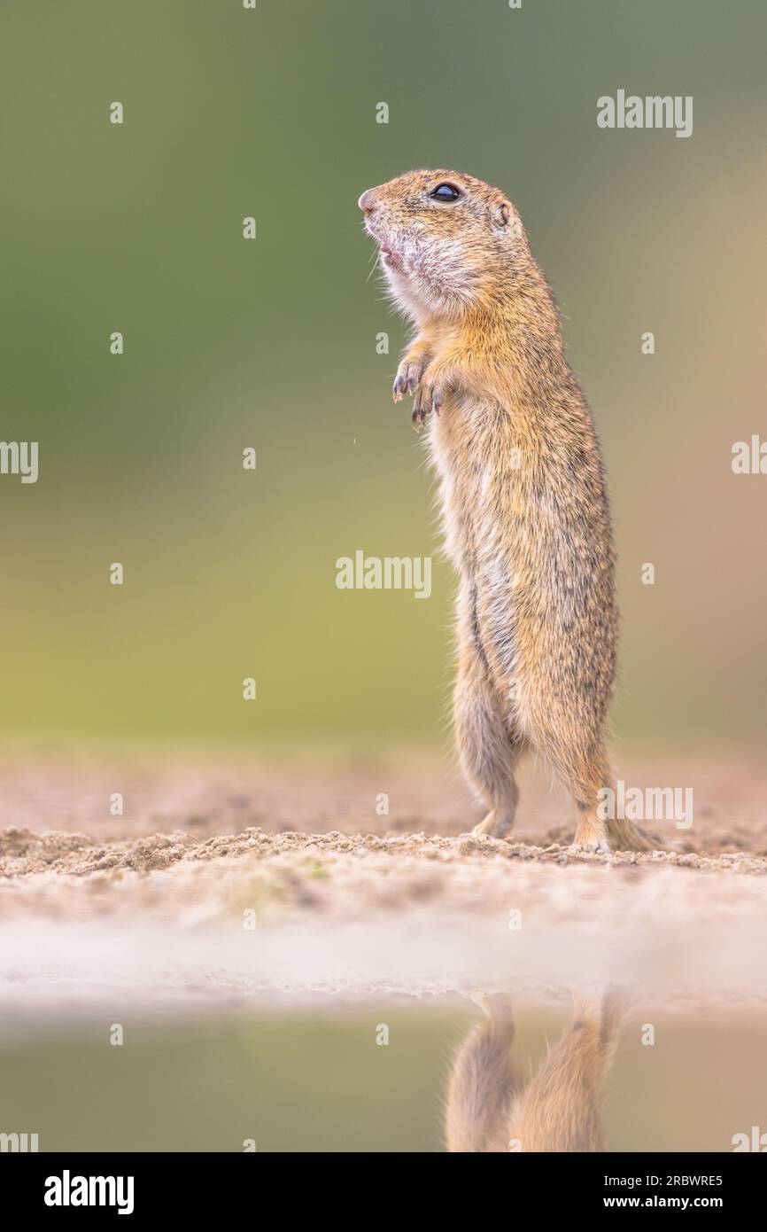 L'écureuil terrestre européen (Spermophilus citellus) ou l'écureuil européen est une espèce de la famille des écureuils. Scène sauvage de la nature en Europe. Banque D'Images