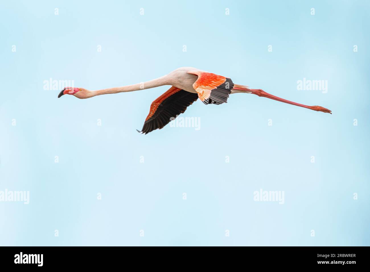 Voler le Grand Flamingo européen contre un ciel coloré. Flamingo volant dans un habitat naturel. Scène sauvage de la nature en Europe. Banque D'Images