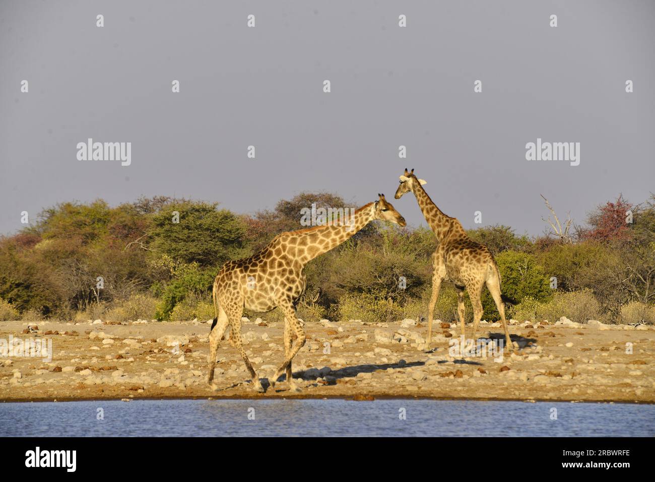 Les Girafes à Klein Namutoni waterhole, Etosha National Park, Namibie Banque D'Images