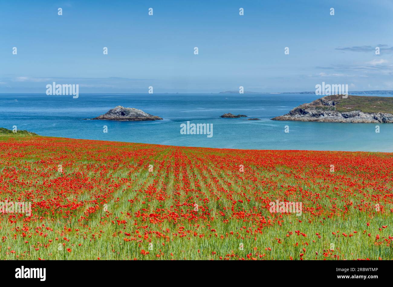 Juste en bas de Newquay en Cornouailles est West Pentire qui comprend Crantock Village célèbre pour ses champs de coquelicots à la fin du printemps au début de l'été. Banque D'Images