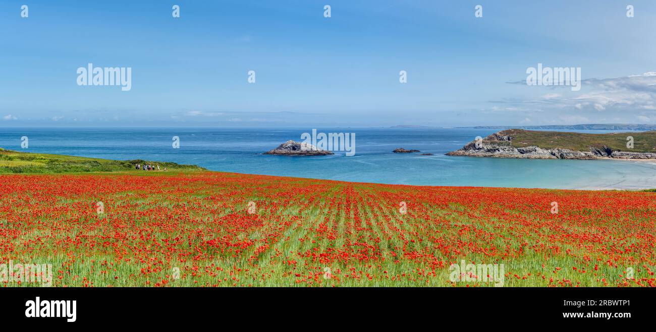 L'agriculture à son point le plus spectaculaire et coloré à West Pentire, les champs de pavot rouge juste à l'extérieur du village de Crantock juste en dessous de la belle Newquay Banque D'Images