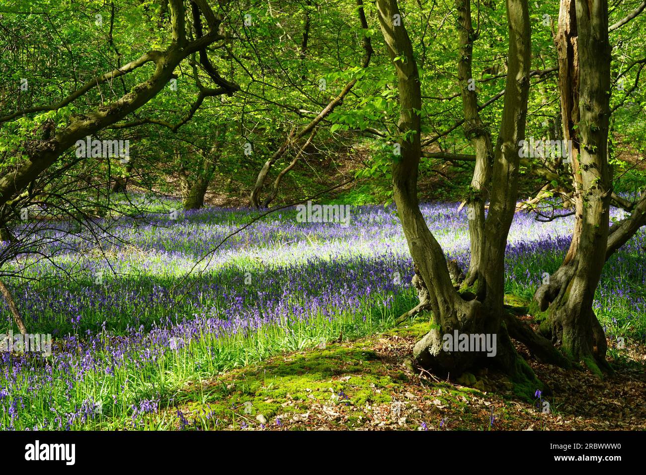 Bluebells dans Wintergreen Wood près de Knebworth Park Banque D'Images