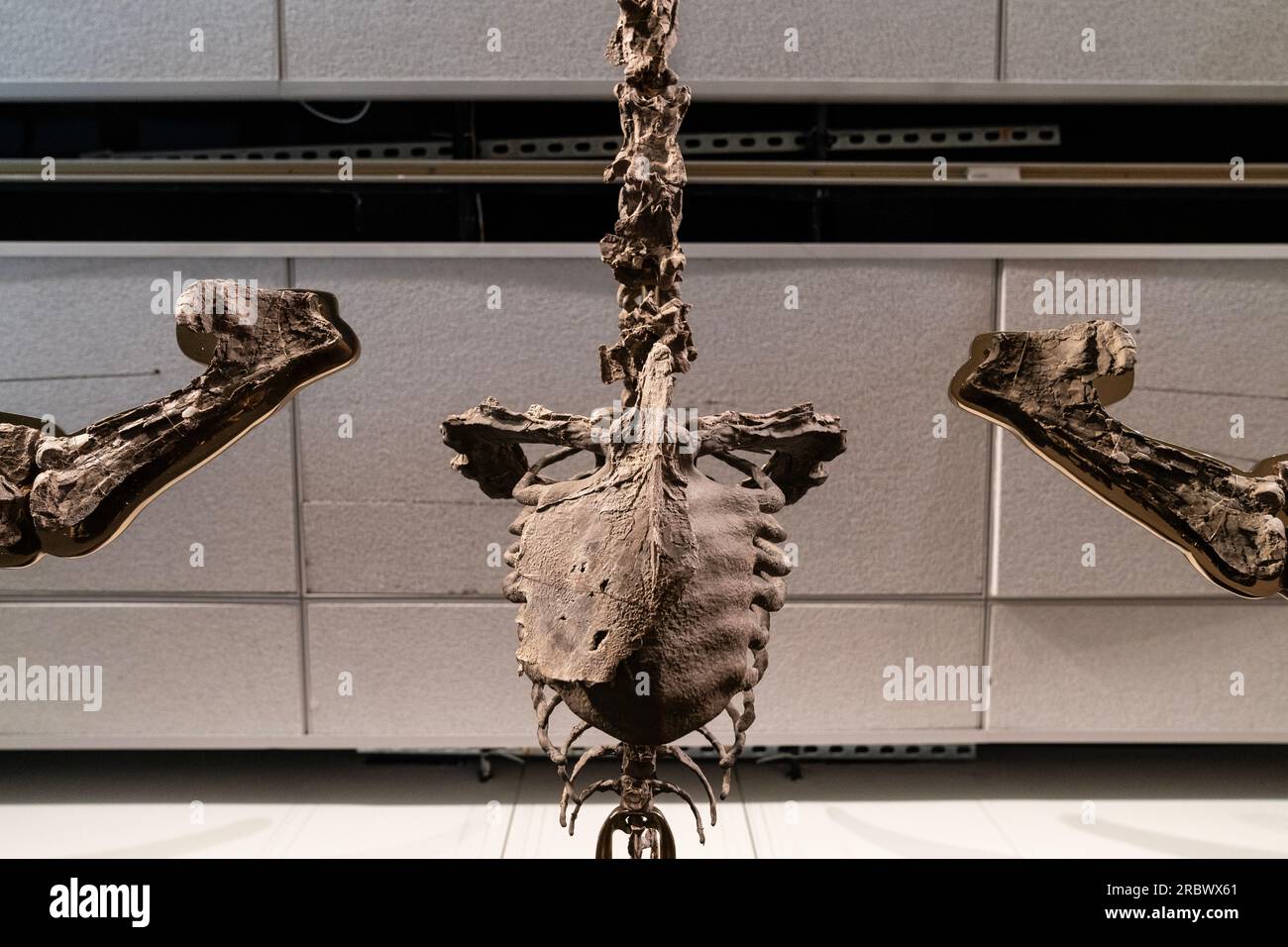 Rare fossile de dinosaure Flying Pteranodon (détail) exposé pour Sotheby's Live Natural History Auction lors d'un appel photo à New York le 10 juillet 2023 Banque D'Images