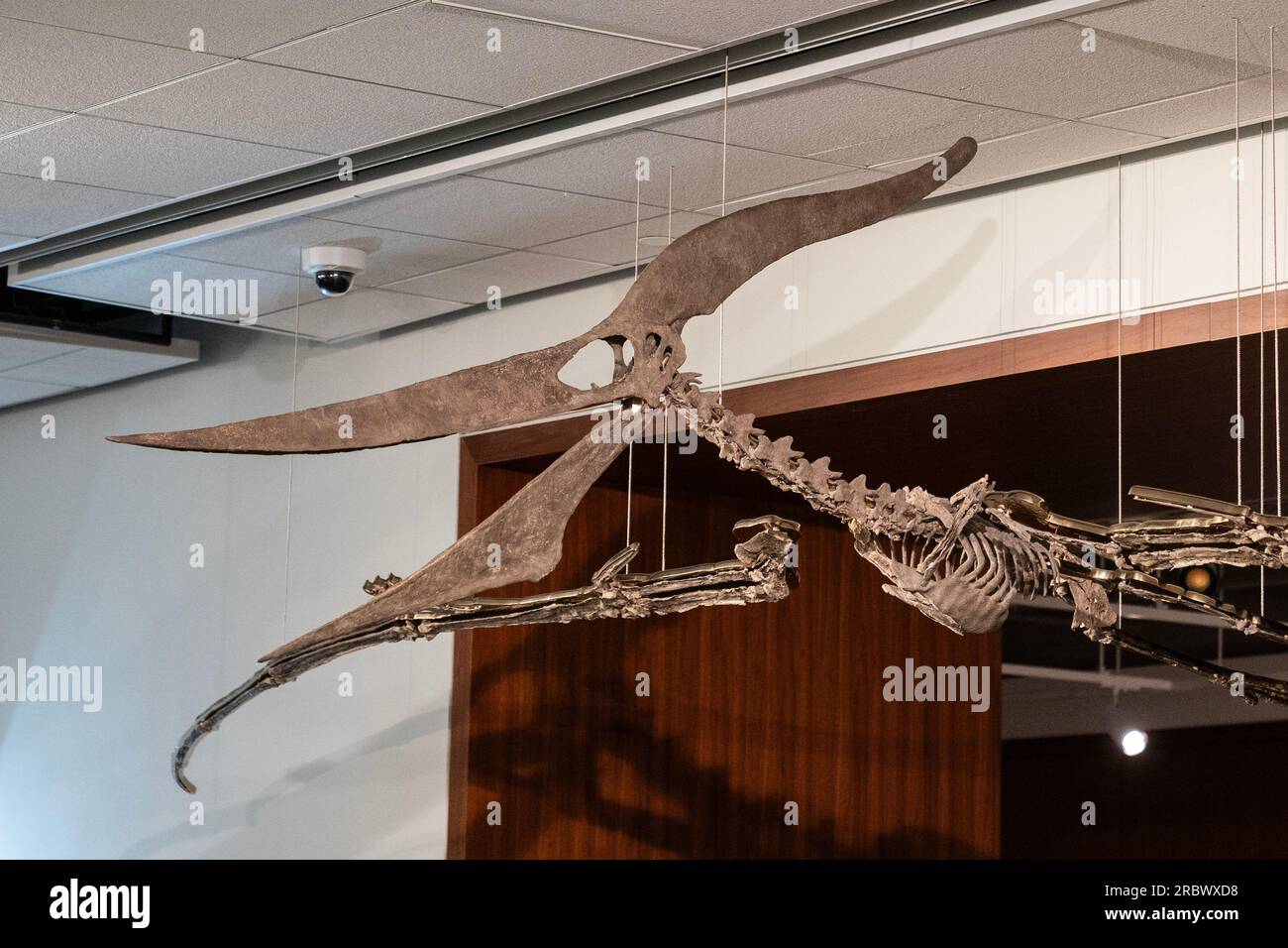 Rare fossile de dinosaure Flying Pteranodon exposé pour Sotheby's Live Natural History Auction lors d'un appel photo à New York le 10 juillet 2023 Banque D'Images
