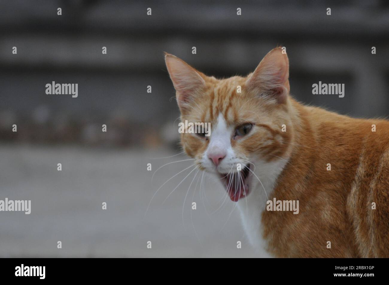 Un jeune chat gingembre avec sa bouche ouverte à mi-bâillement faisant une expression comique Banque D'Images