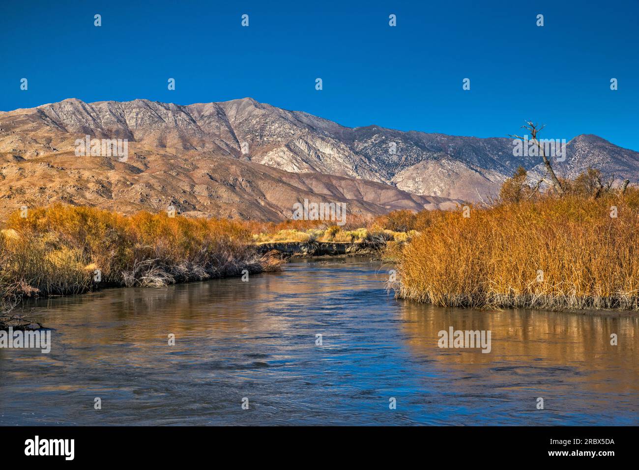 Rivière Owens dans la vallée d'Owens, Sierra Nevada en loin, fin d'automne, près de Big Pine, Californie, États-Unis Banque D'Images