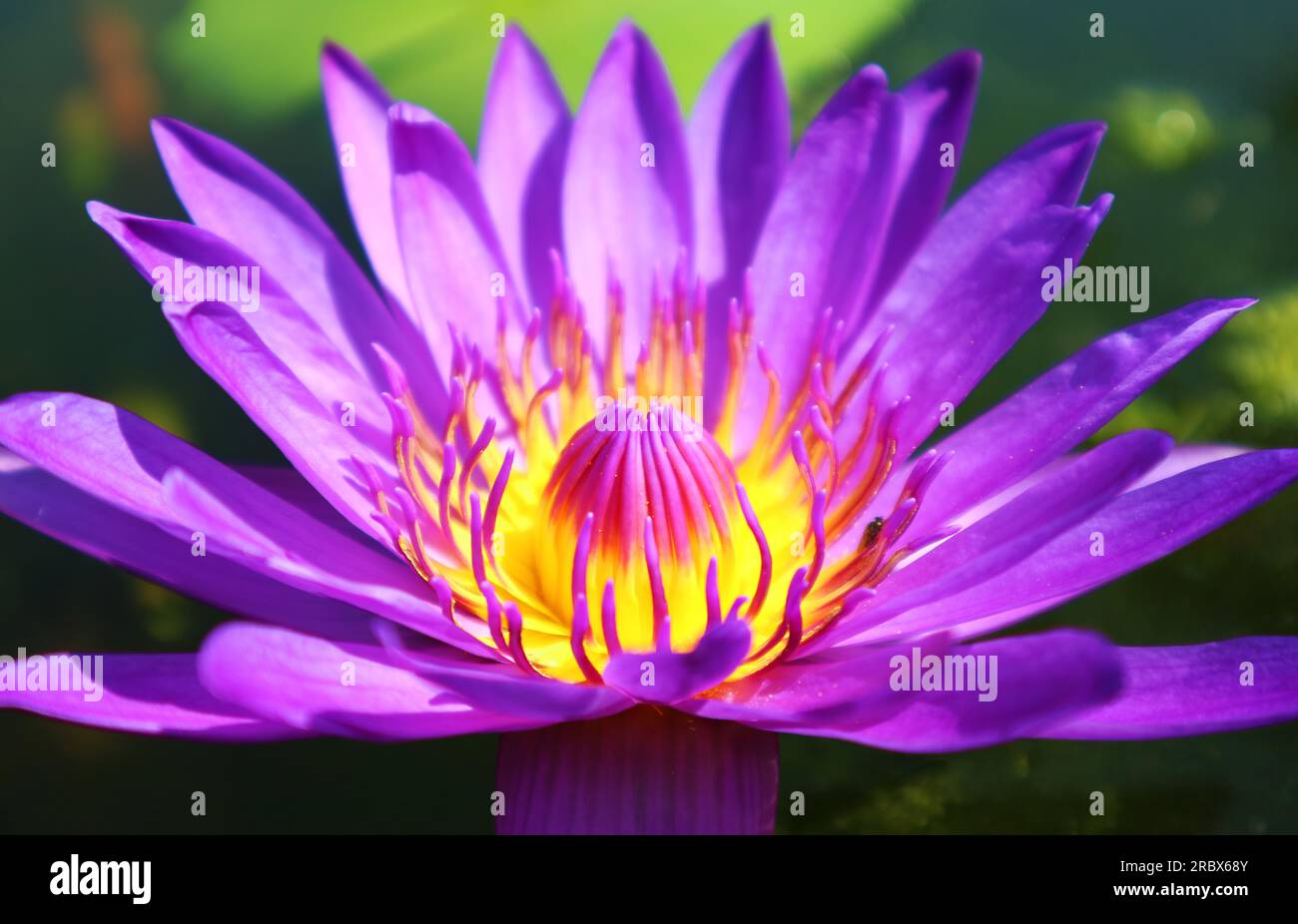 Gros plan de l'époustouflant nénuphar bleu violet qui fleurit au soleil Banque D'Images