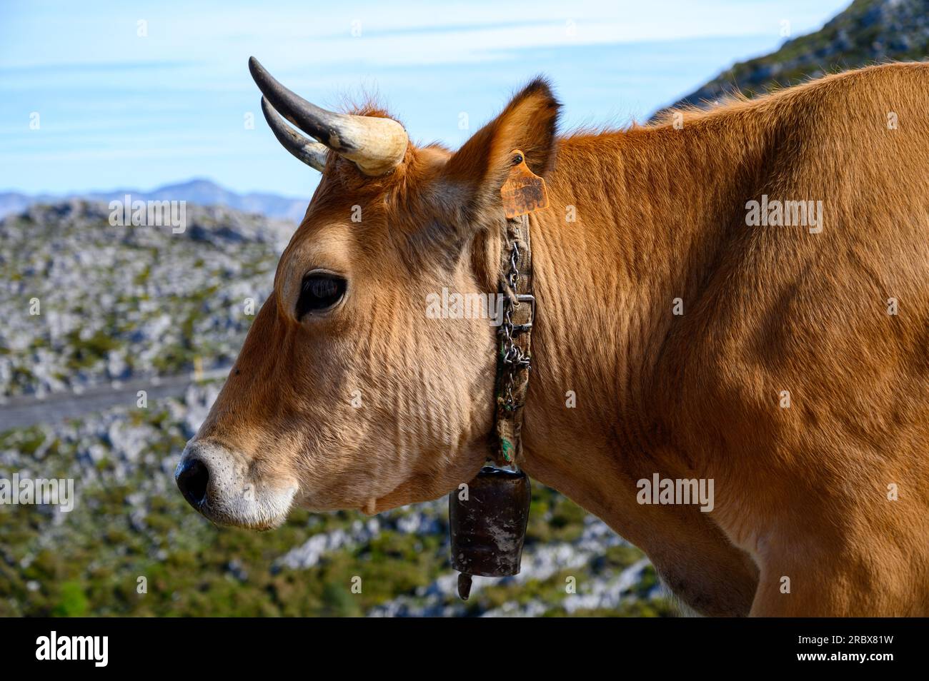 Vaches Asturies brunes, troupeau de vaches est transporté dans un nouveau pâturage sur route de montagne, Picos de Europe, Los Arenas, Asturies, Espagne. Banque D'Images