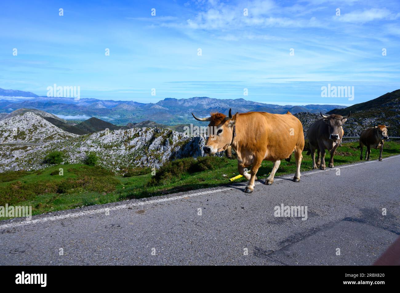 Vaches Asturies brunes, troupeau de vaches est transporté dans un nouveau pâturage sur route de montagne, Picos de Europe, Los Arenas, Asturies, Espagne. Banque D'Images