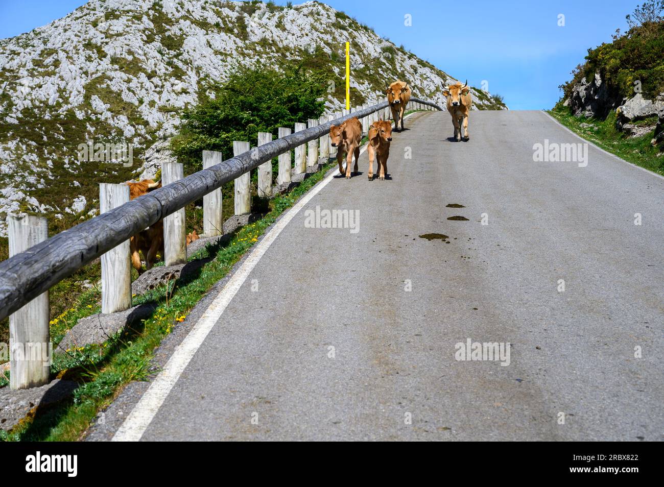 Vaches Asturies brunes, troupeau de vaches est transporté dans un nouveau pâturage sur route de montagne, Picos de Europe, Los Arenas, Asturies, Espagne. Banque D'Images