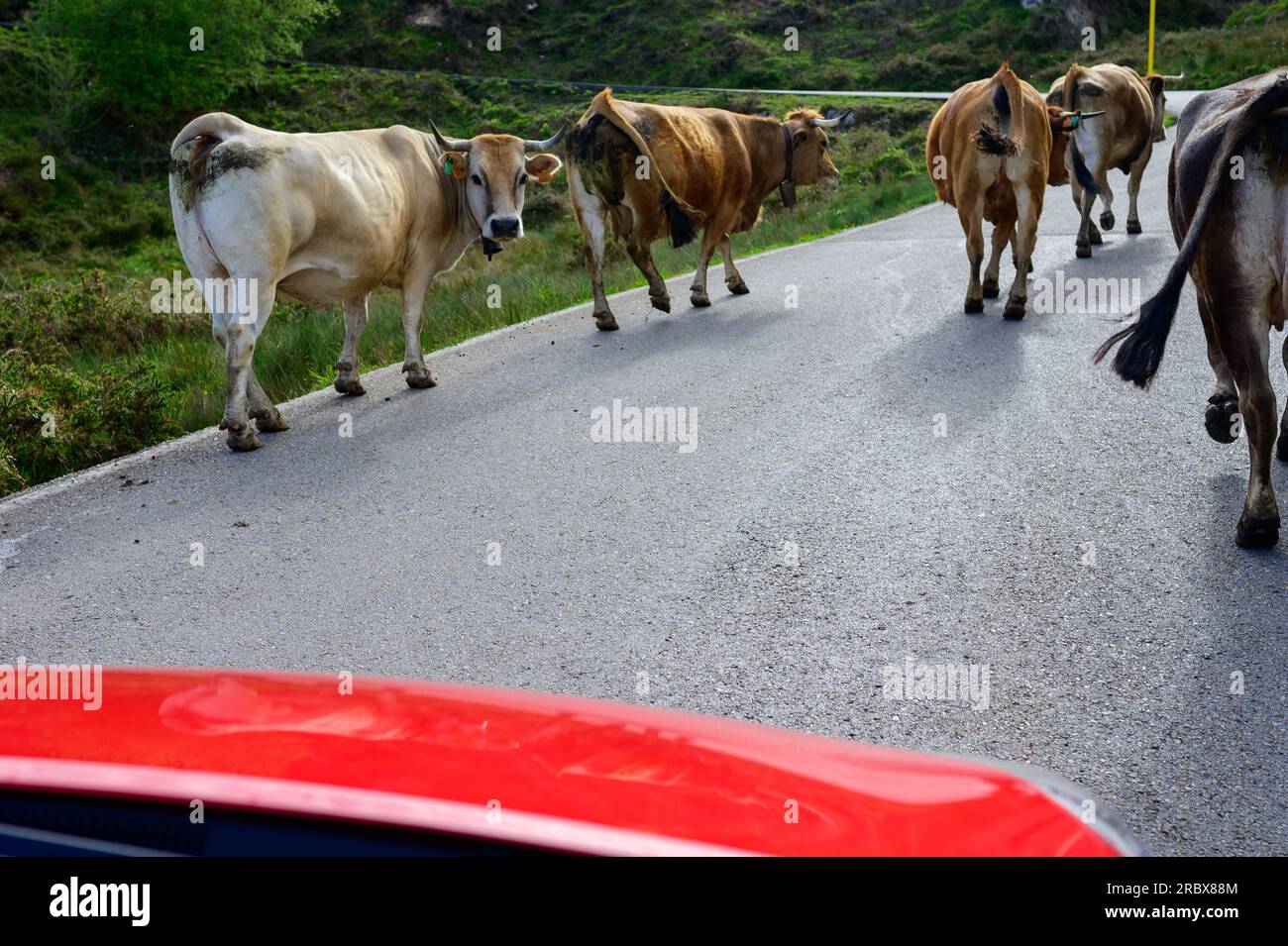 Vaches Asturies brunes, troupeau de vaches est transporté dans un nouveau pâturage sur route de montagne, Picos de Europe, Los Arenas, Asturies, Espagne. Banque D'Images