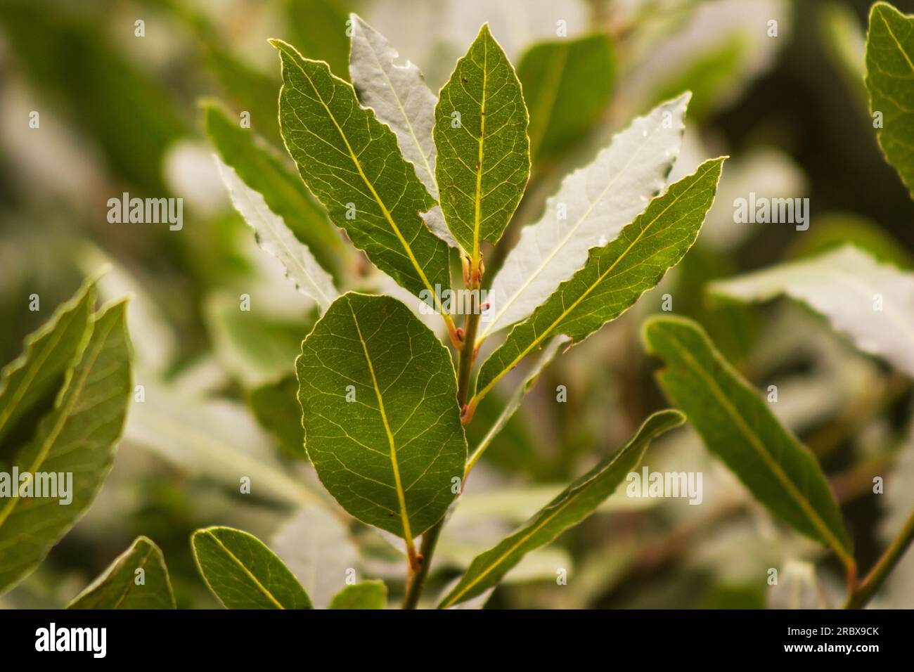 Laurus nobilis, plante Bayleaf sur fond naturel Banque D'Images