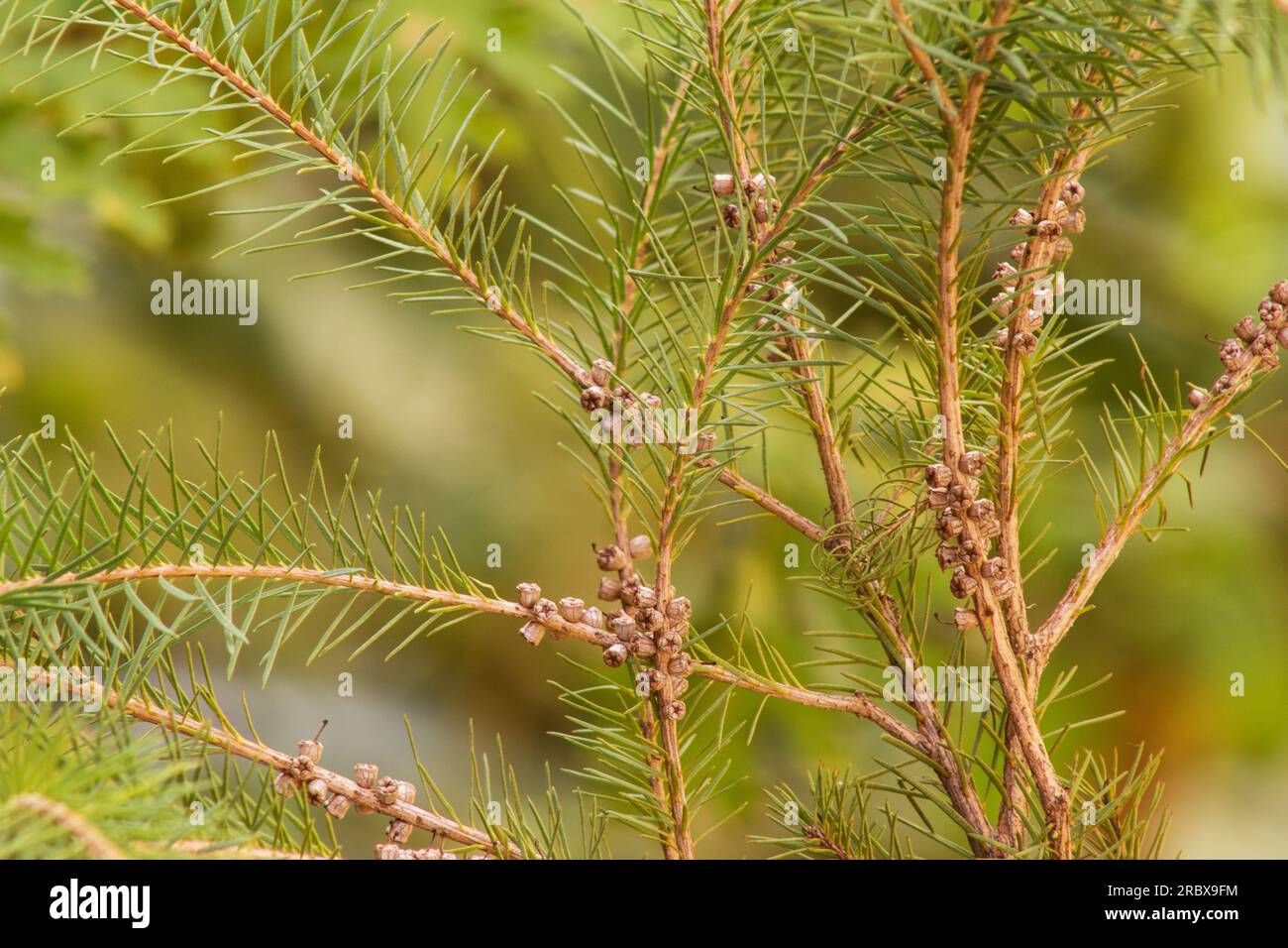 Melaleuca alternifolia, branches d'arbre 'Tea Tree' avec des graines sur fond naturel Banque D'Images