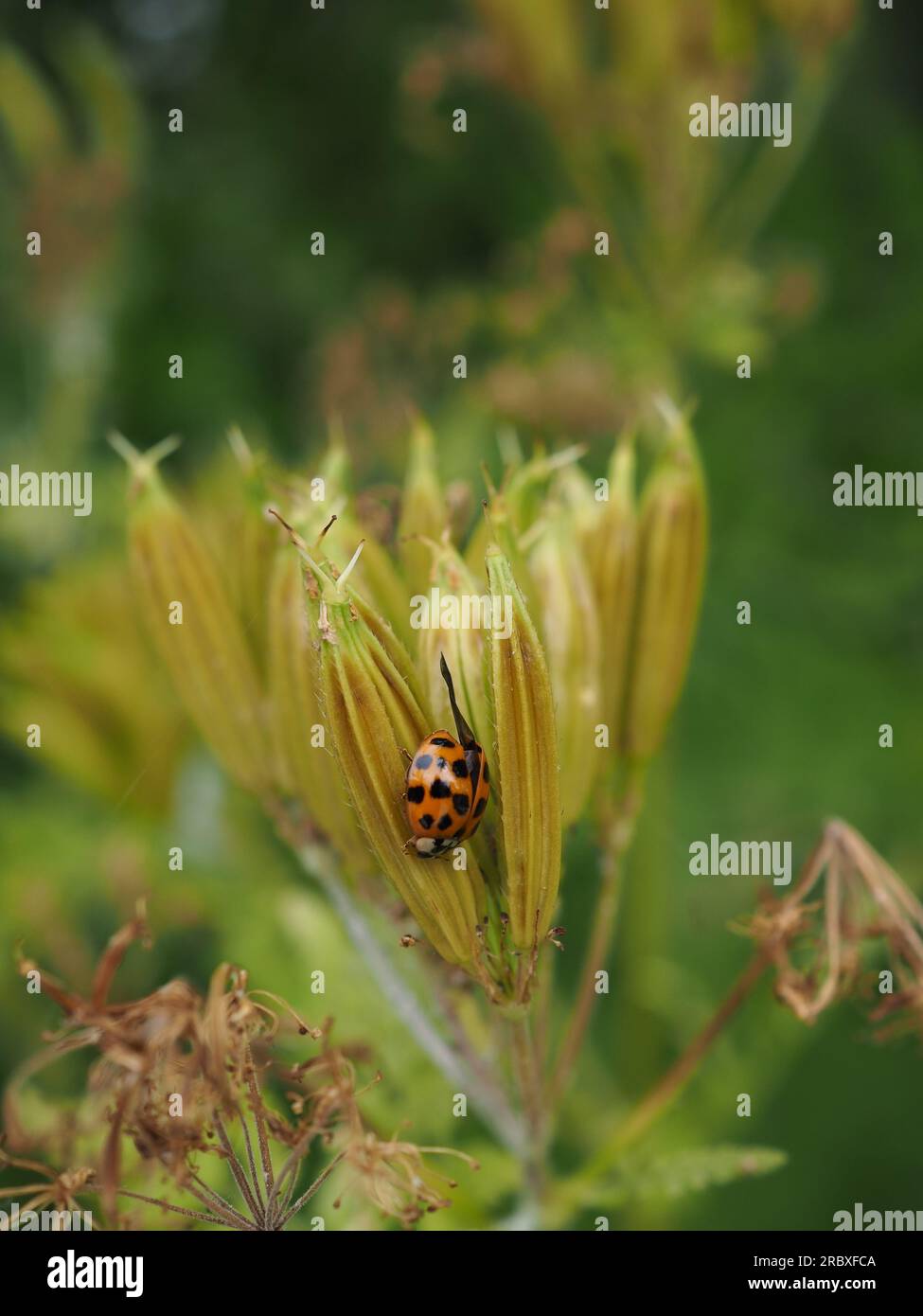 Portrait d'une coccinelle ou coccinelle sur la gousse séchée d'une douce fleur cicée (Myrrhis odorata) dans un jardin britannique respectueux de la faune Banque D'Images