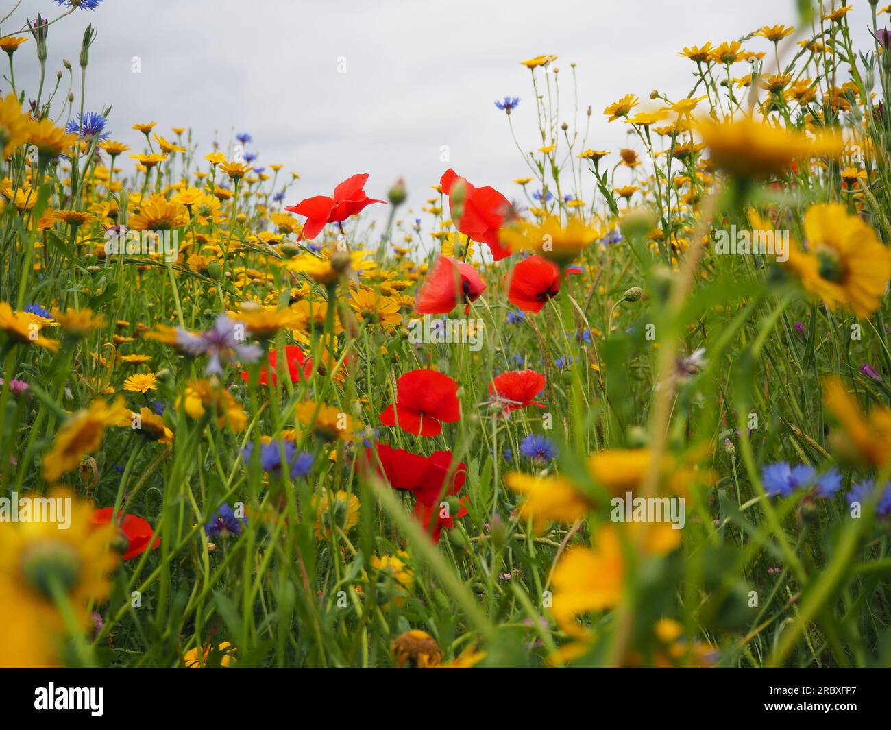 Parmi les fleurs sauvages colorées d'une prairie en été par temps couvert montrant des éclats de coquelicots rouges, de souci de maïs jaune et de bleuets bleus Banque D'Images
