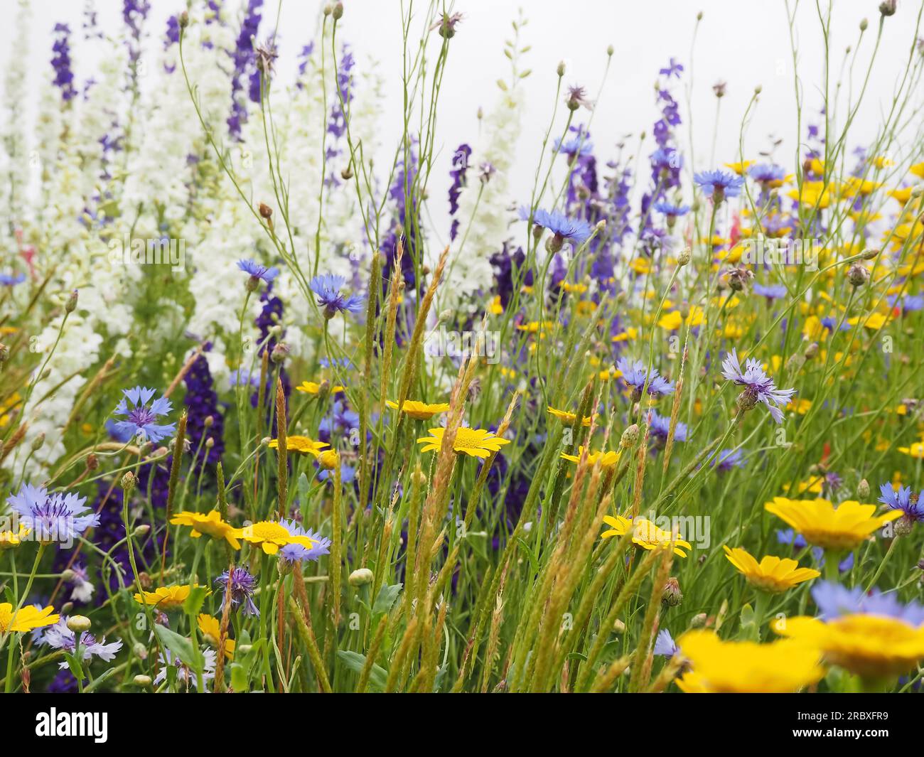 Vue rapprochée à hauteur des yeux d'une prairie de fleurs sauvages britanniques colorées comprenant des bleuets et des bleuets de maïs pour la biodiversité et les pollinisateurs Banque D'Images