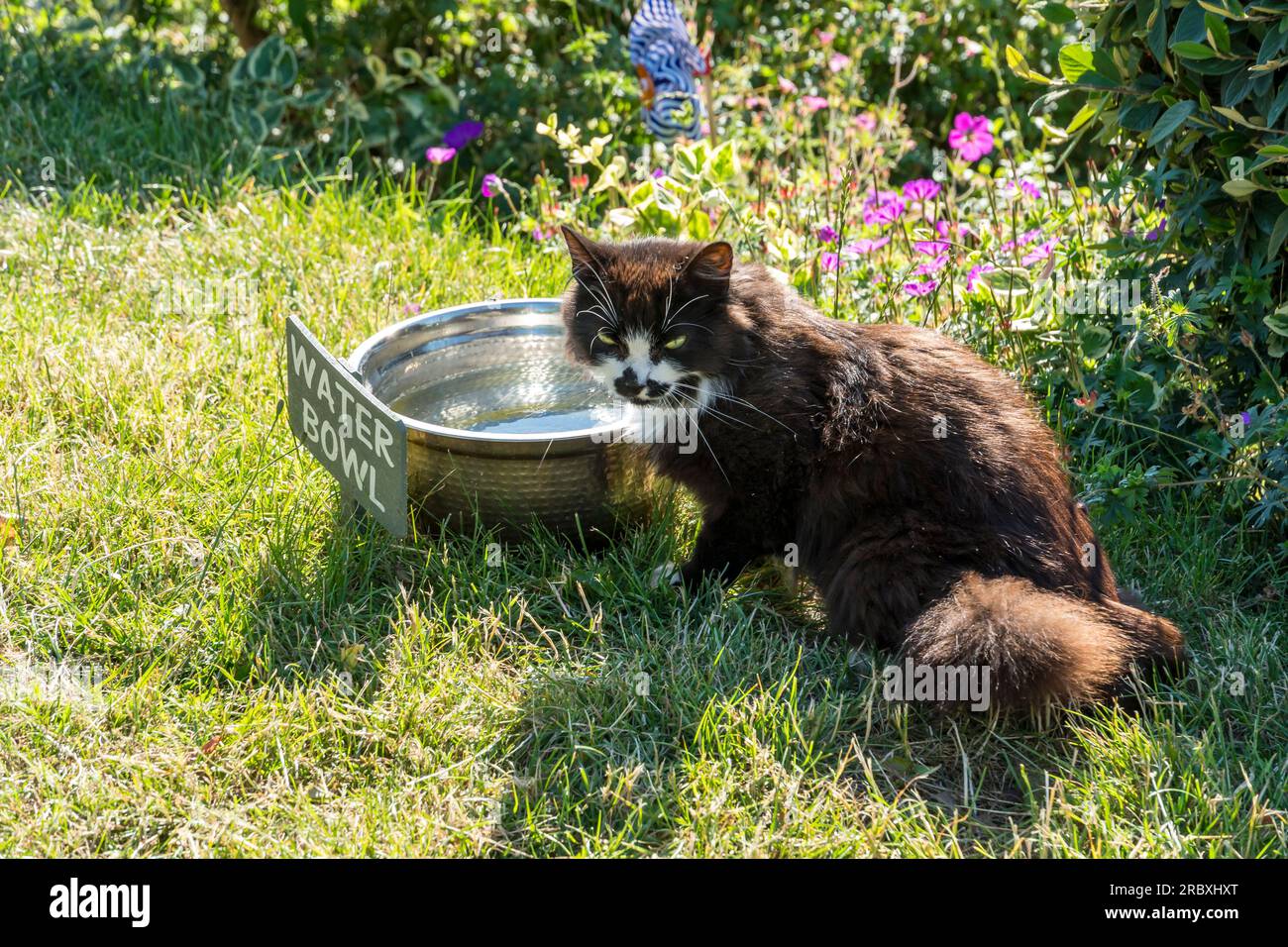 Chat domestique buvant dans un bol d'eau le jour chaud Banque D'Images