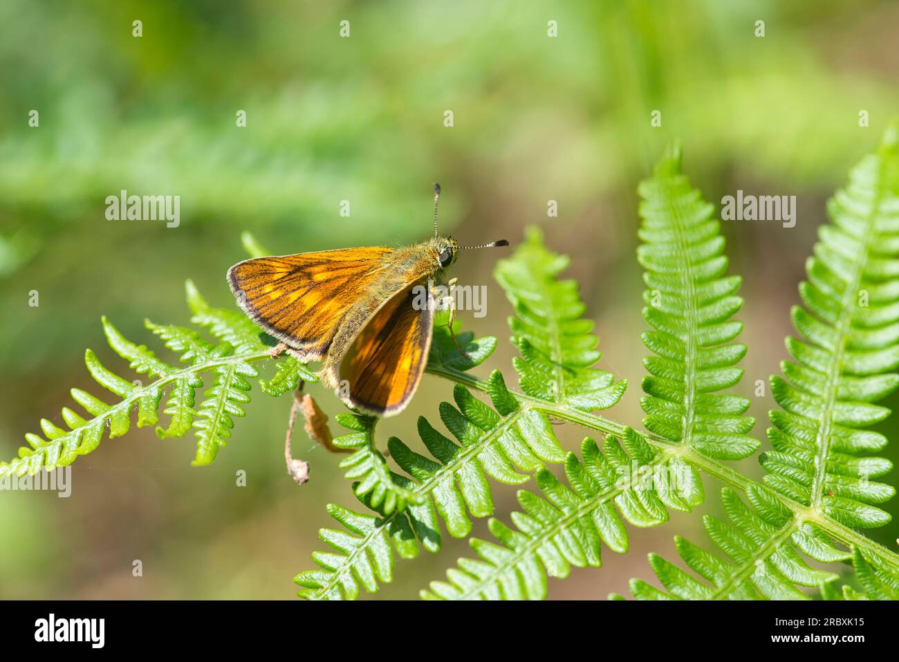 Grand papillon skipper (Ochlodes venatus) au repos sur des fougères Banque D'Images