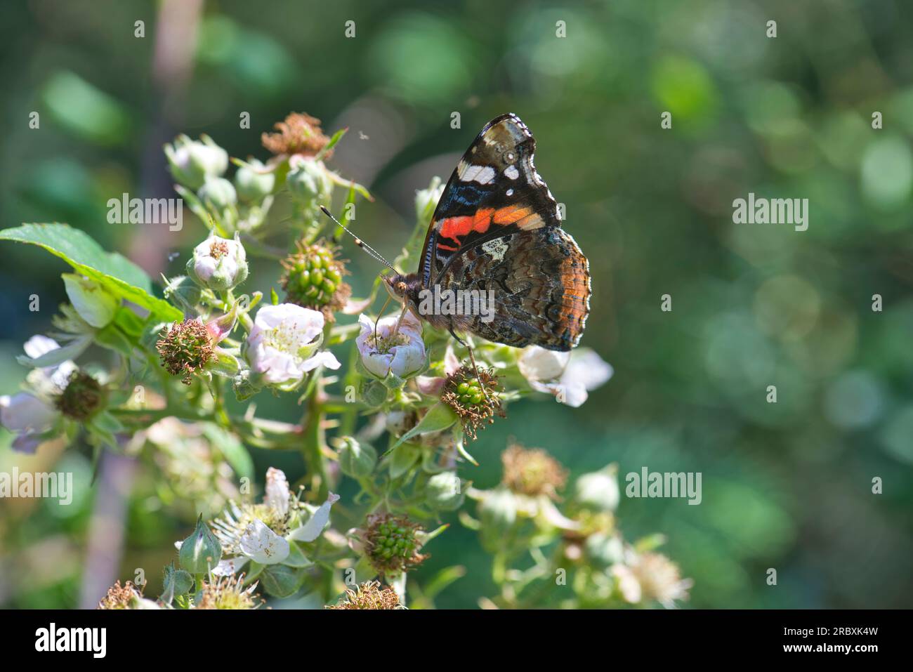 Dessous d'un papillon amiral rouge (Vanessa atalanta), se nourrissant de fleurs brunes en été Banque D'Images