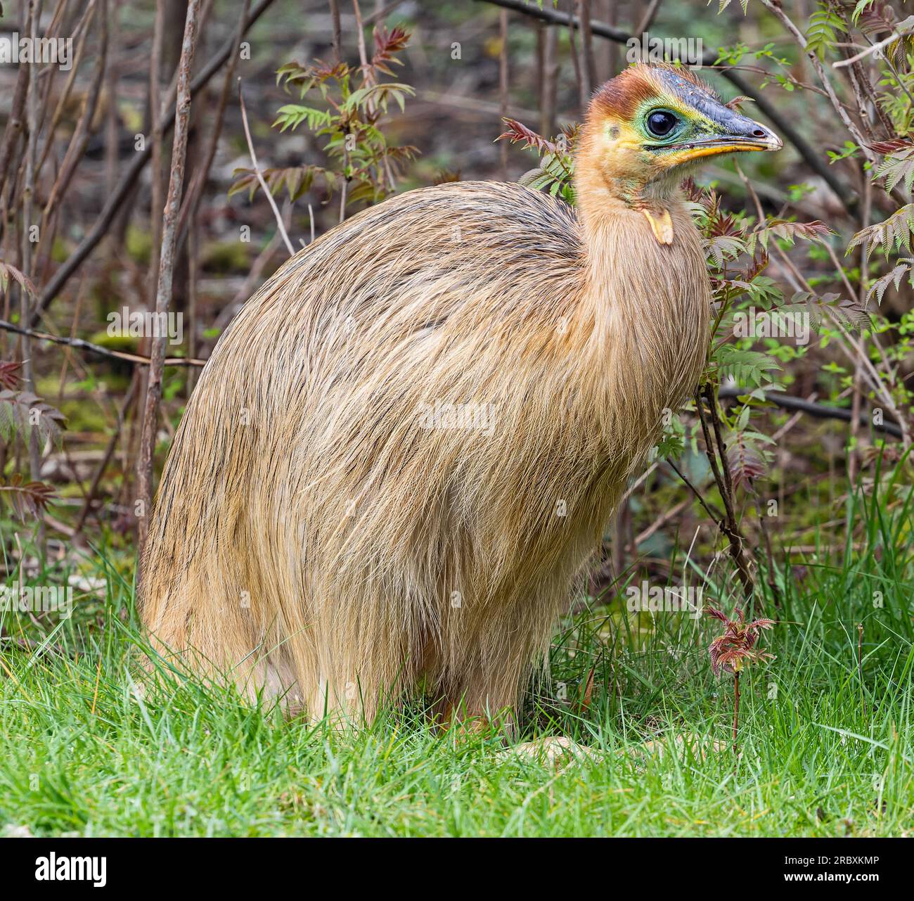 Vue rapprochée d'un casoar juvénile du Sud (Casuarius casuarius) Banque D'Images