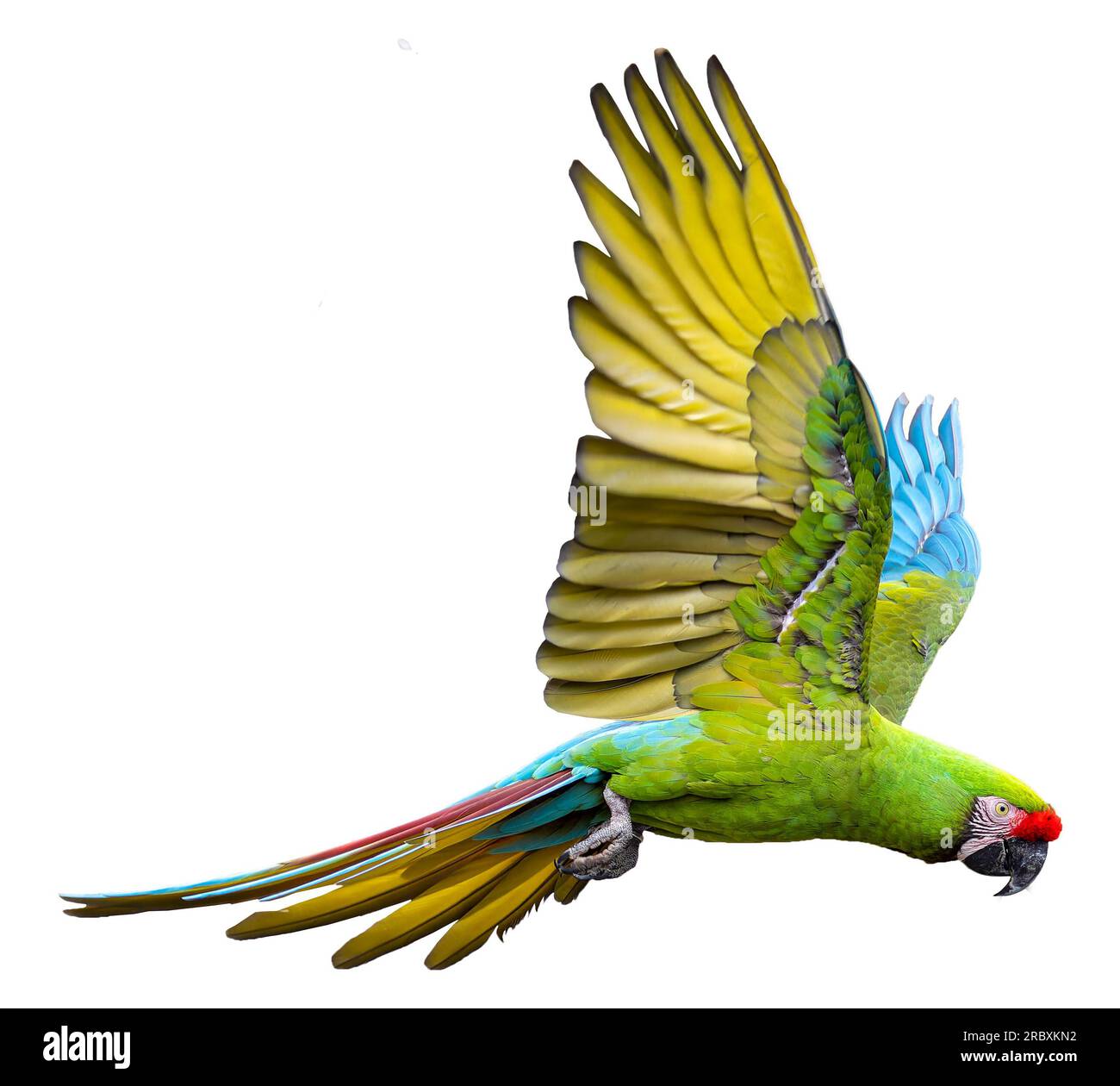 Vue rapprochée d'un Macaw militaire volant (Ara militaris), isolé sur fond blanc Banque D'Images