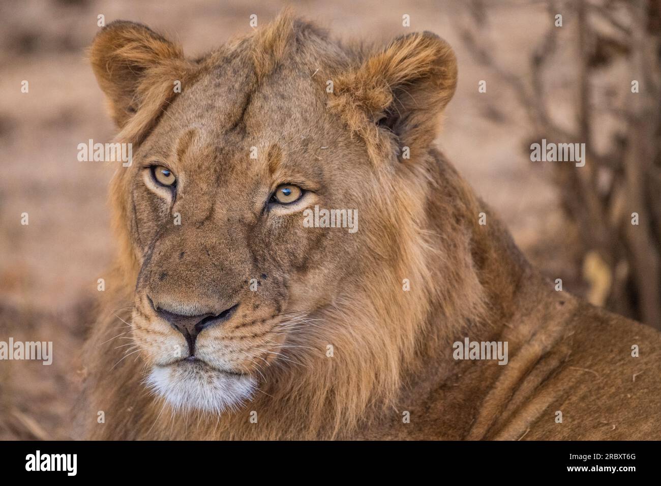 Lion d'Afrique dans le parc national de Mana pools au Zimbabwe, Afrique. Banque D'Images