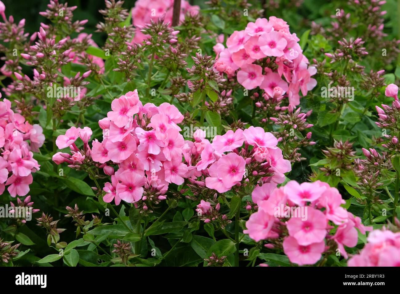 Jardin phlox Light Pink Flame' en fleur. Banque D'Images