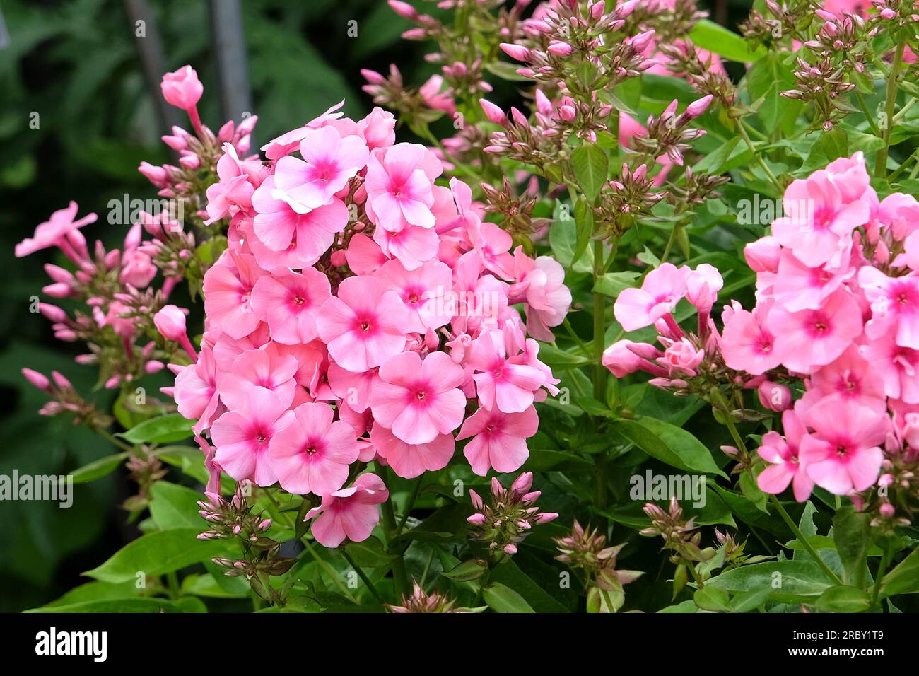 Jardin phlox Light Pink Flame' en fleur. Banque D'Images