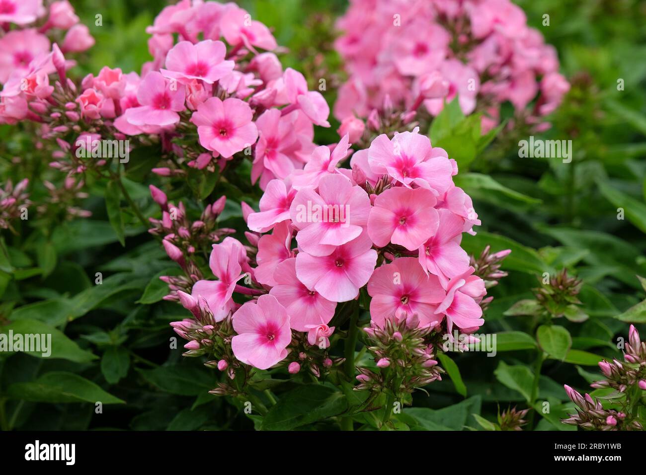 Jardin phlox Light Pink Flame' en fleur. Banque D'Images