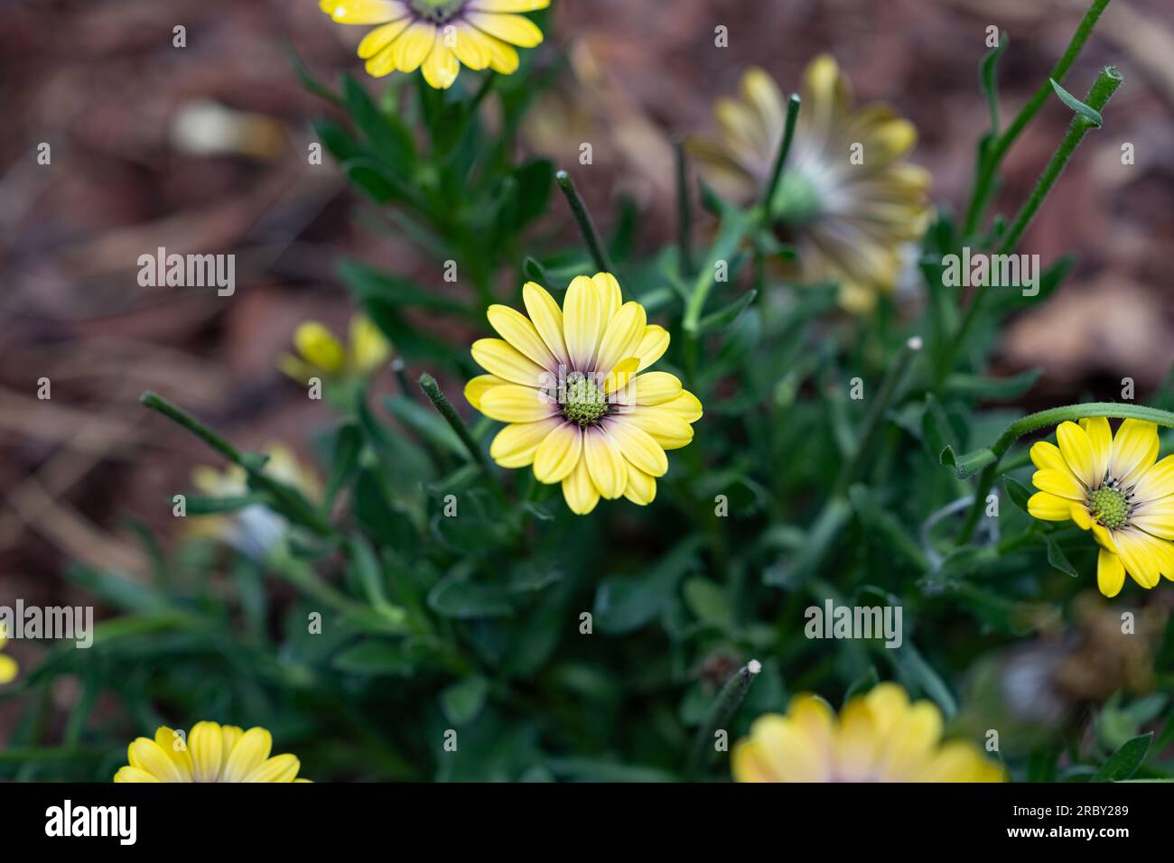 Balkon Blumen Garten Zeit Sommer sonne Sonnenschein Gelbe blühten Balkonien Garten Liebe Natur Liebe Blumen Banque D'Images