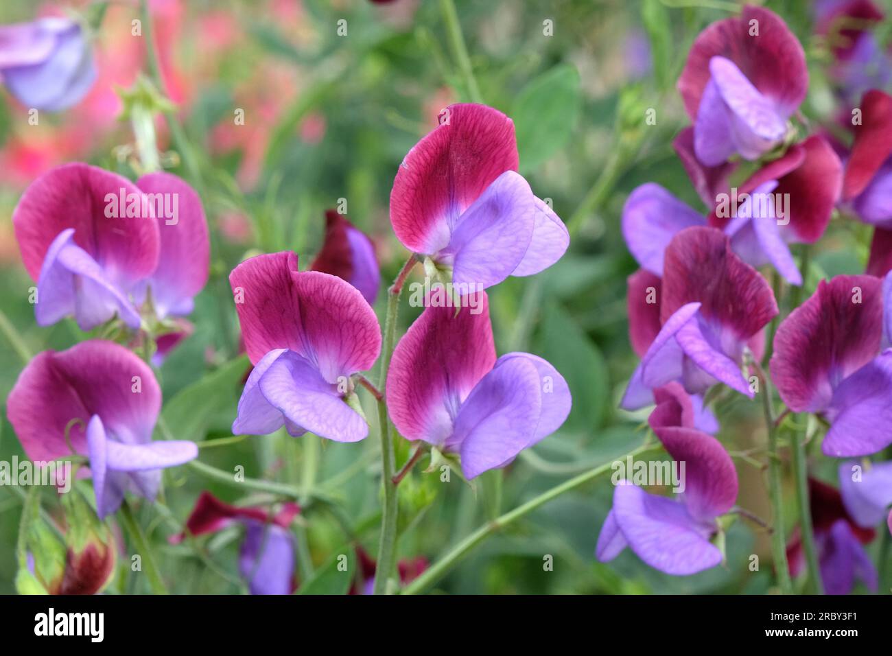 Lathyrus odoratus Cedric Morris en fleur. Banque D'Images