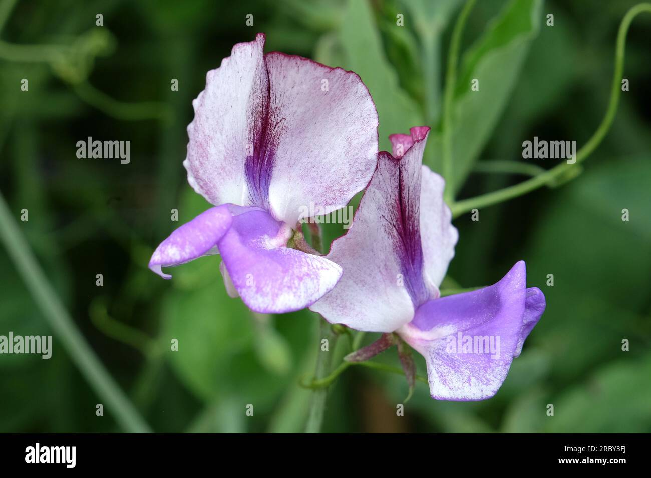 Lathyrus odoratus 'Three Times as Sweet' en fleur. Banque D'Images