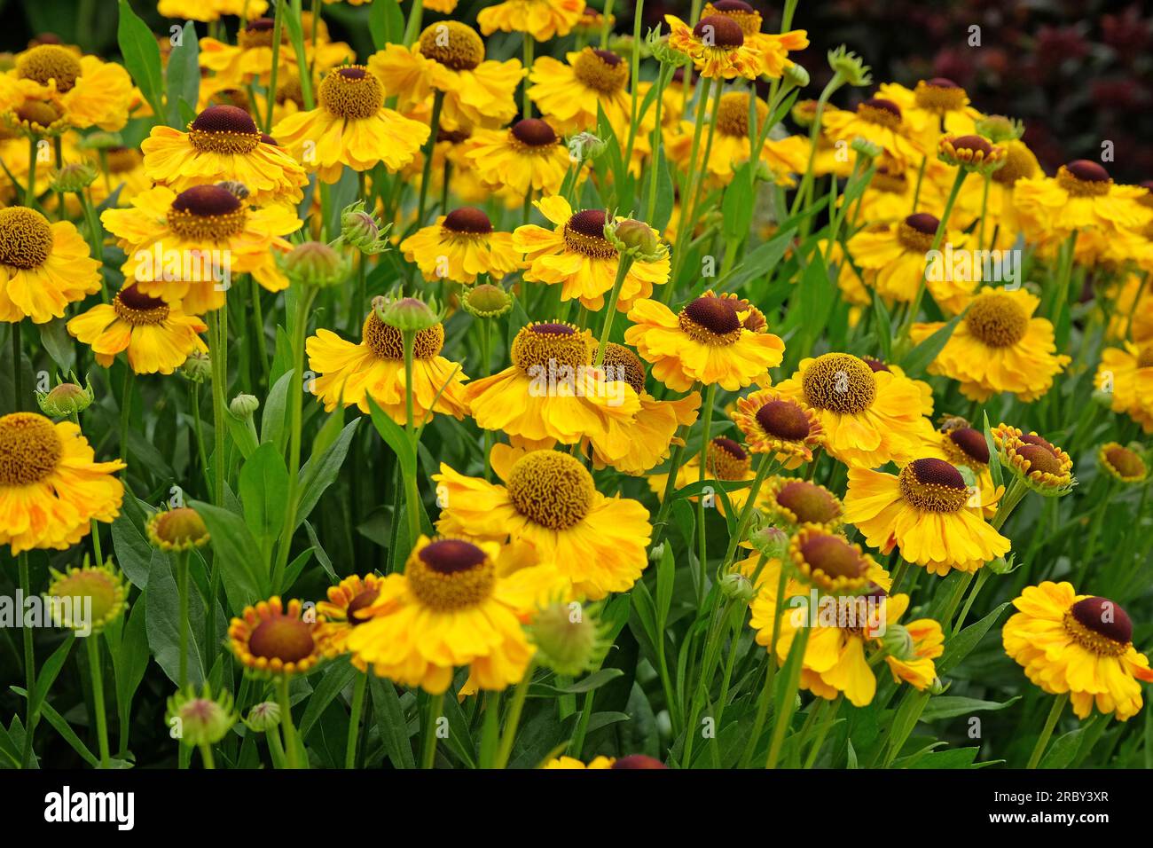 Helenium 'El Dorado' en fleur. Banque D'Images