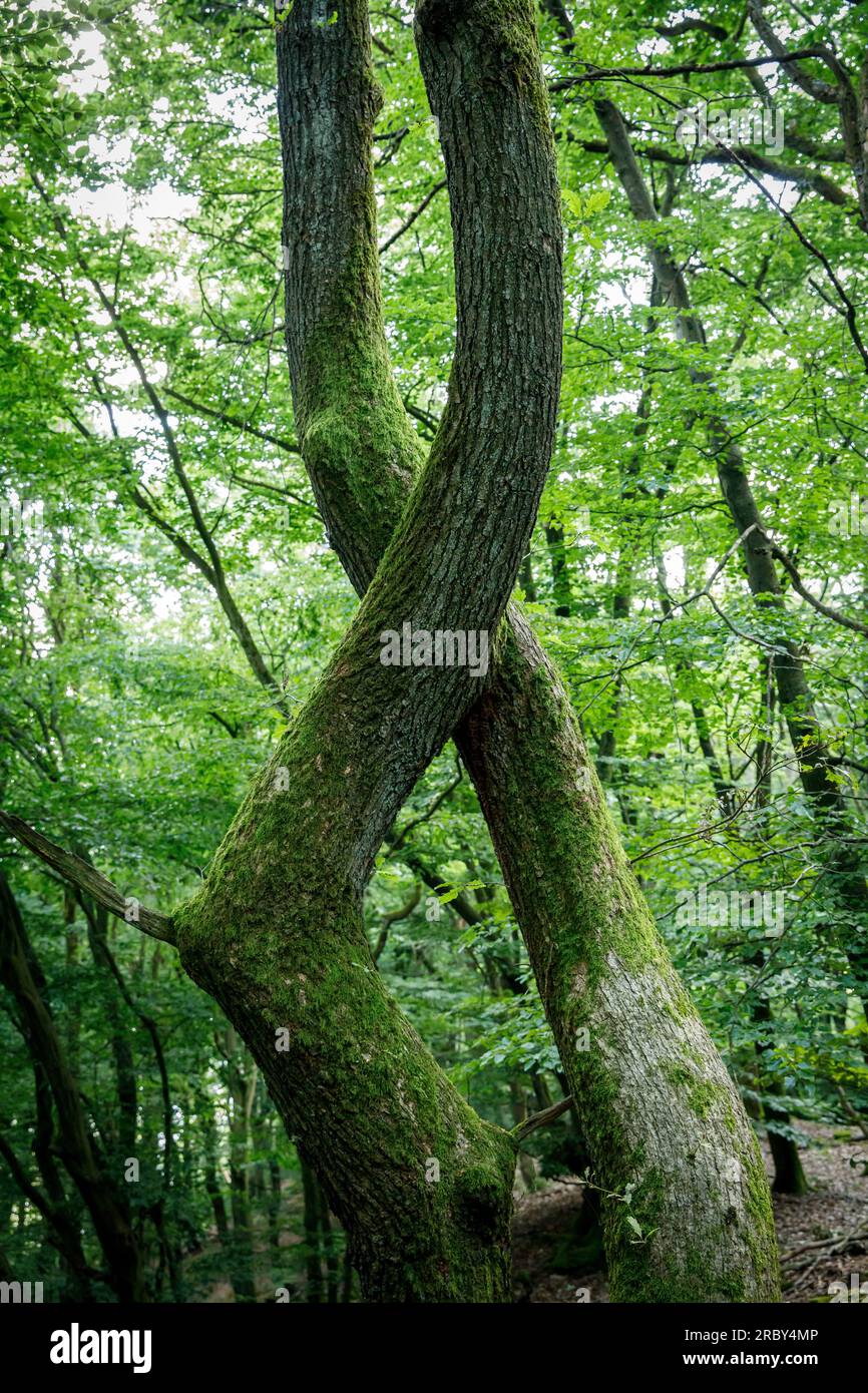 Arbre tordu dans la forêt à la piste Ruhrhoehenweg dans les montagnes de l'Ardey près de Wetter sur la rivière Ruhr, Rhénanie du Nord-Westphalie, Allemagne. verdrehte Banque D'Images