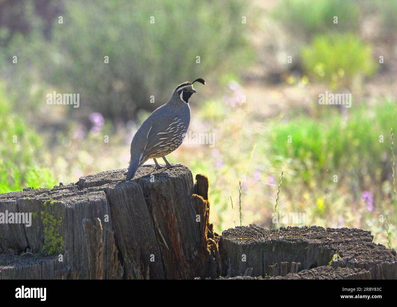 Une caille californica mâle de Californie, Callipepla californica, veille sur sa compagne femelle et une douzaine de cailles de bébé comme nourriture dans l'herbe et les mauvaises herbes en dessous de lui. Banque D'Images