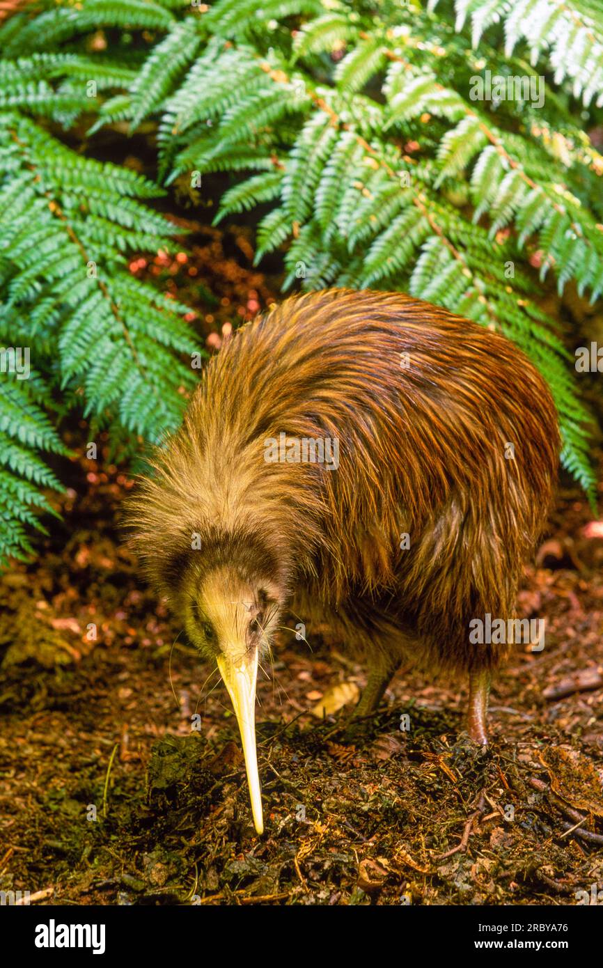Kiwi Bird, Île du Sud, Nouvelle-Zélande, Océan Pacifique Sud-Ouest Banque D'Images Kiwi Bird, Île du Sud, Nouvelle-Zélande, Océan Pacifique Sud-Ouest Banque D'Images