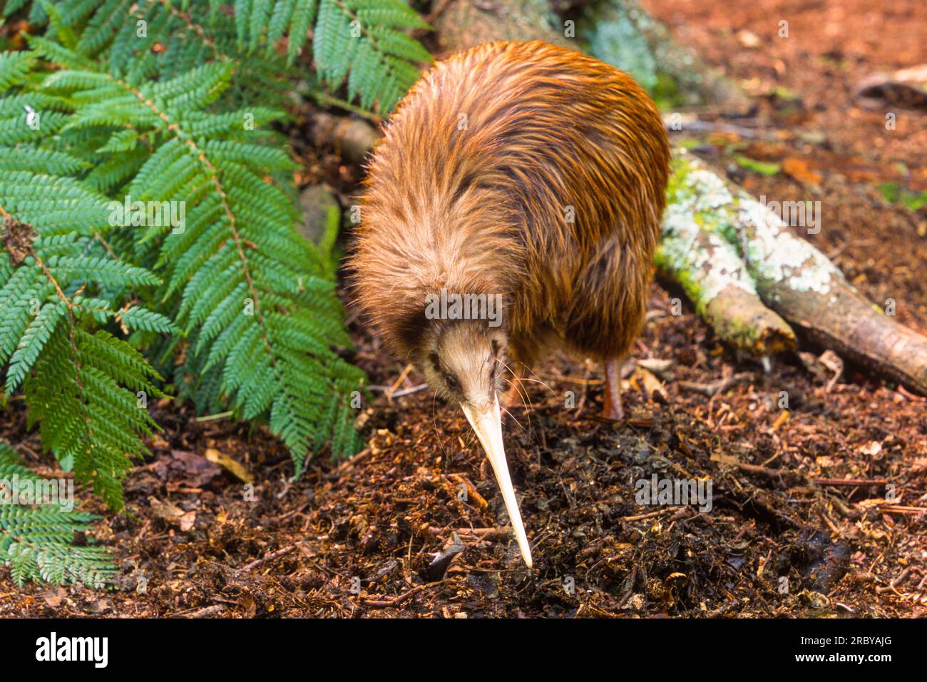 Kiwi Bird, Île du Sud, Nouvelle-Zélande, Océan Pacifique Sud-Ouest Banque D'Images Kiwi Bird, Île du Sud, Nouvelle-Zélande, Océan Pacifique Sud-Ouest Banque D'Images