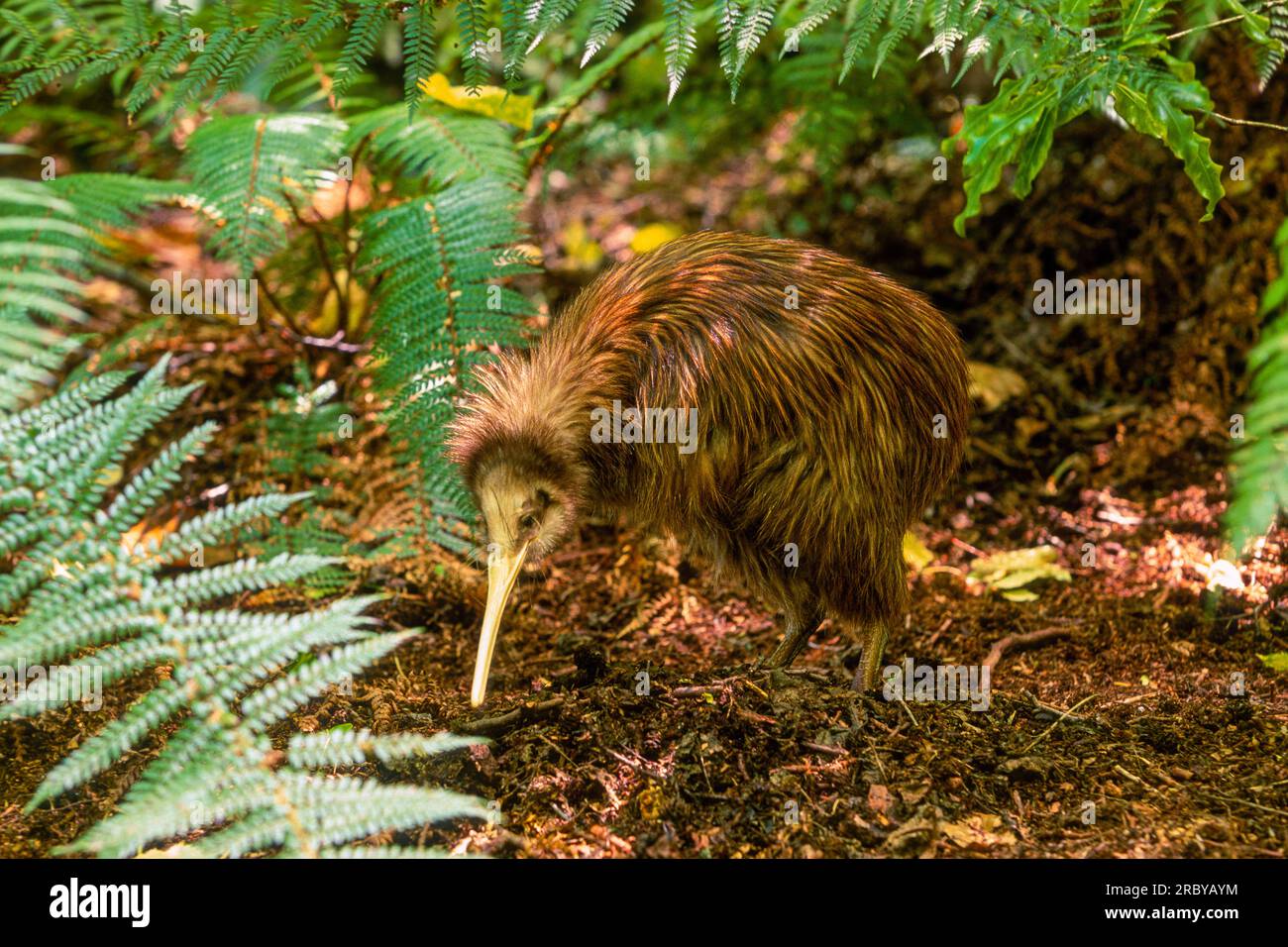 Kiwi Bird, Île du Sud, Nouvelle-Zélande, Océan Pacifique Sud-Ouest Banque D'Images Kiwi Bird, Île du Sud, Nouvelle-Zélande, Océan Pacifique Sud-Ouest Banque D'Images