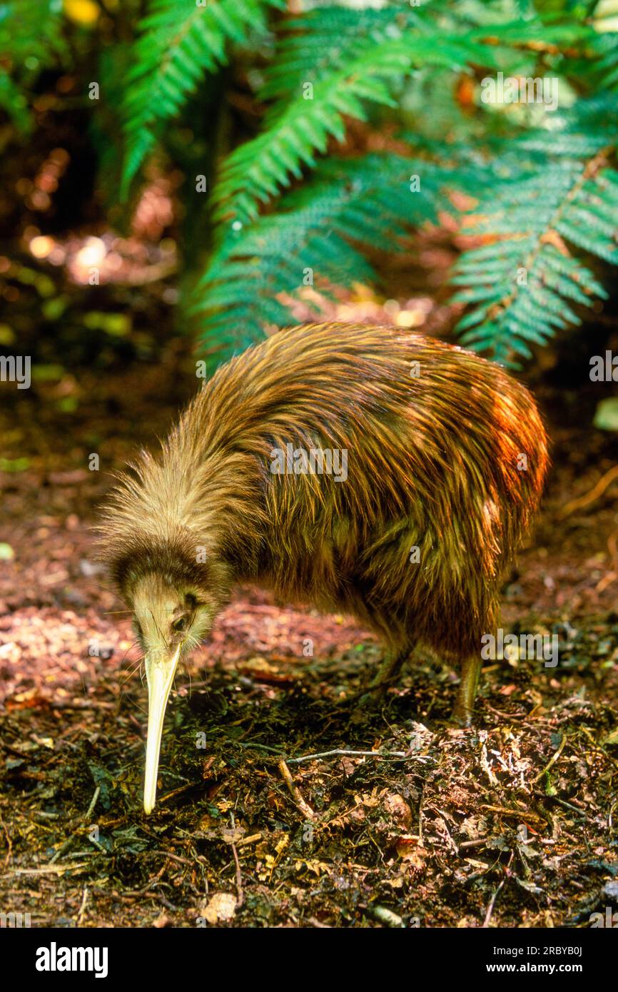 Kiwi Bird, Île du Sud, Nouvelle-Zélande, Océan Pacifique Sud-Ouest Banque D'Images Kiwi Bird, Île du Sud, Nouvelle-Zélande, Océan Pacifique Sud-Ouest Banque D'Images