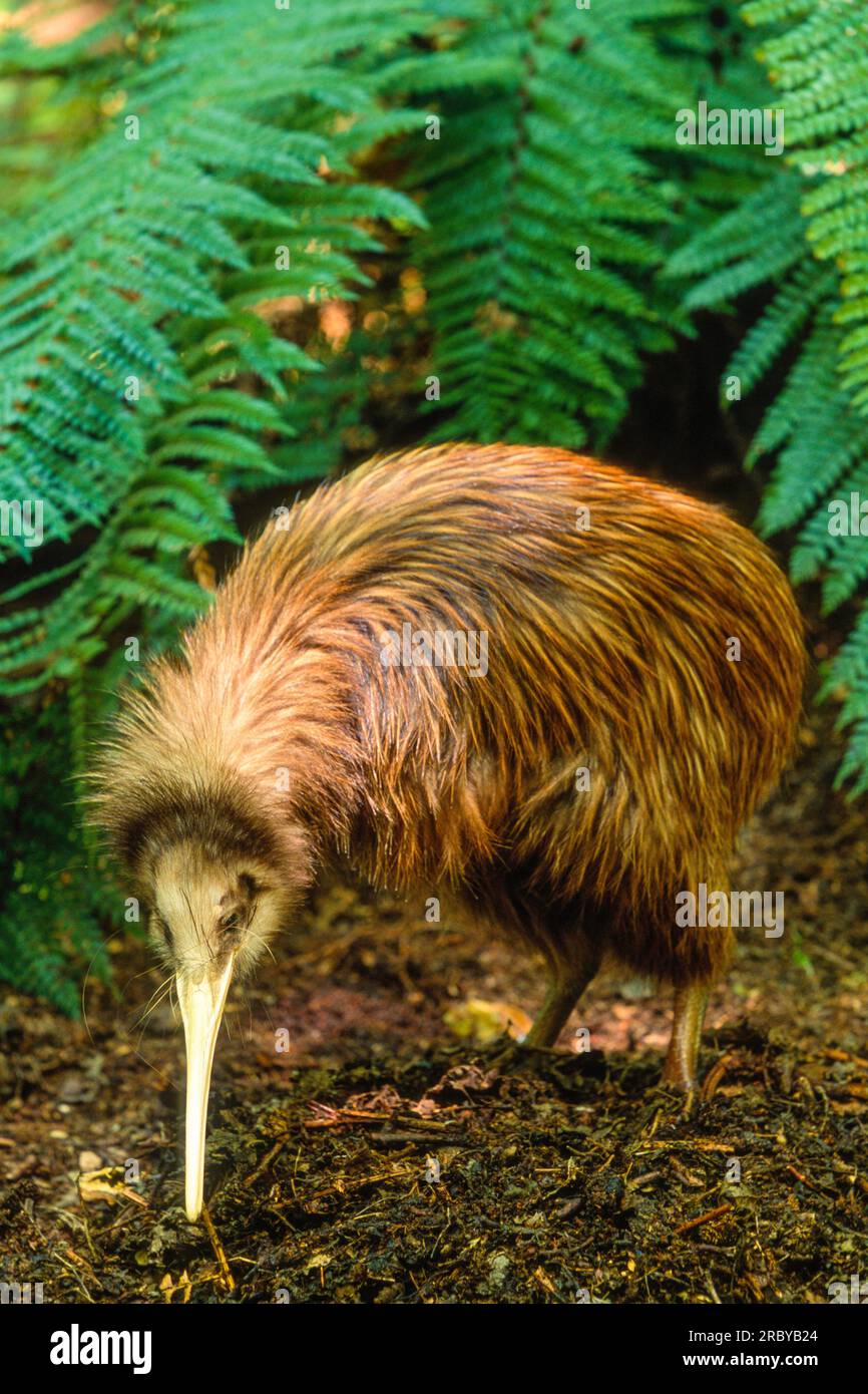 Kiwi Bird, Île du Sud, Nouvelle-Zélande, Océan Pacifique Sud-Ouest Banque D'Images Kiwi Bird, Île du Sud, Nouvelle-Zélande, Océan Pacifique Sud-Ouest Banque D'Images