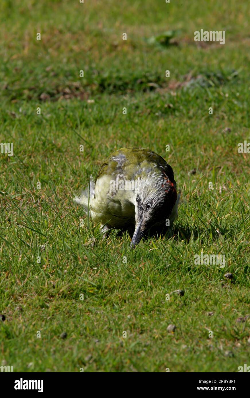 Pic vert (Picus viridis) femelle immature mue en plumage adulte se nourrissant de fourmis Eccles-on-Sea, Norfolk, Royaume-Uni. Septembre Banque D'Images