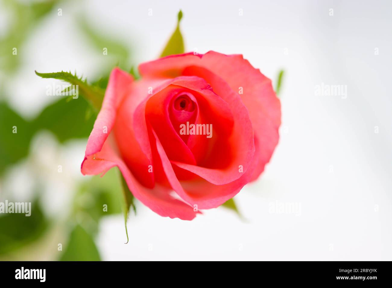 Belle rose rose sur fond blanc Banque D'Images