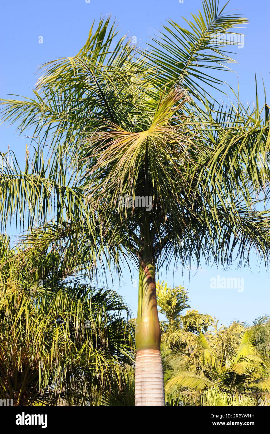 Le palmier royal ou palmier royal cubain (Roystonea regia) est un palmier médicinal originaire des Caraïbes, du Mexique et de la Floride. Est l'arbre national de Cuba. Angiosperme Banque D'Images