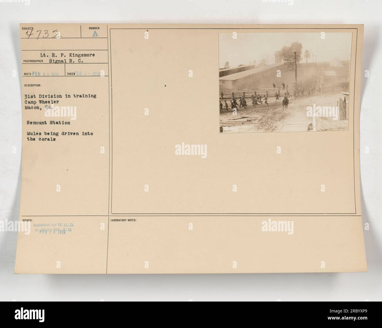 LT. H.P. KINGSMORE de la 31e Division en entraînement au Camp Wheeler, Macon, Géorgie. La photographie montre des mules enfoncées dans les coraux à la station Remount. La photo a été prise en février 1918 et a été publiée par W.O. D au laboratoire pour traitement. Banque D'Images