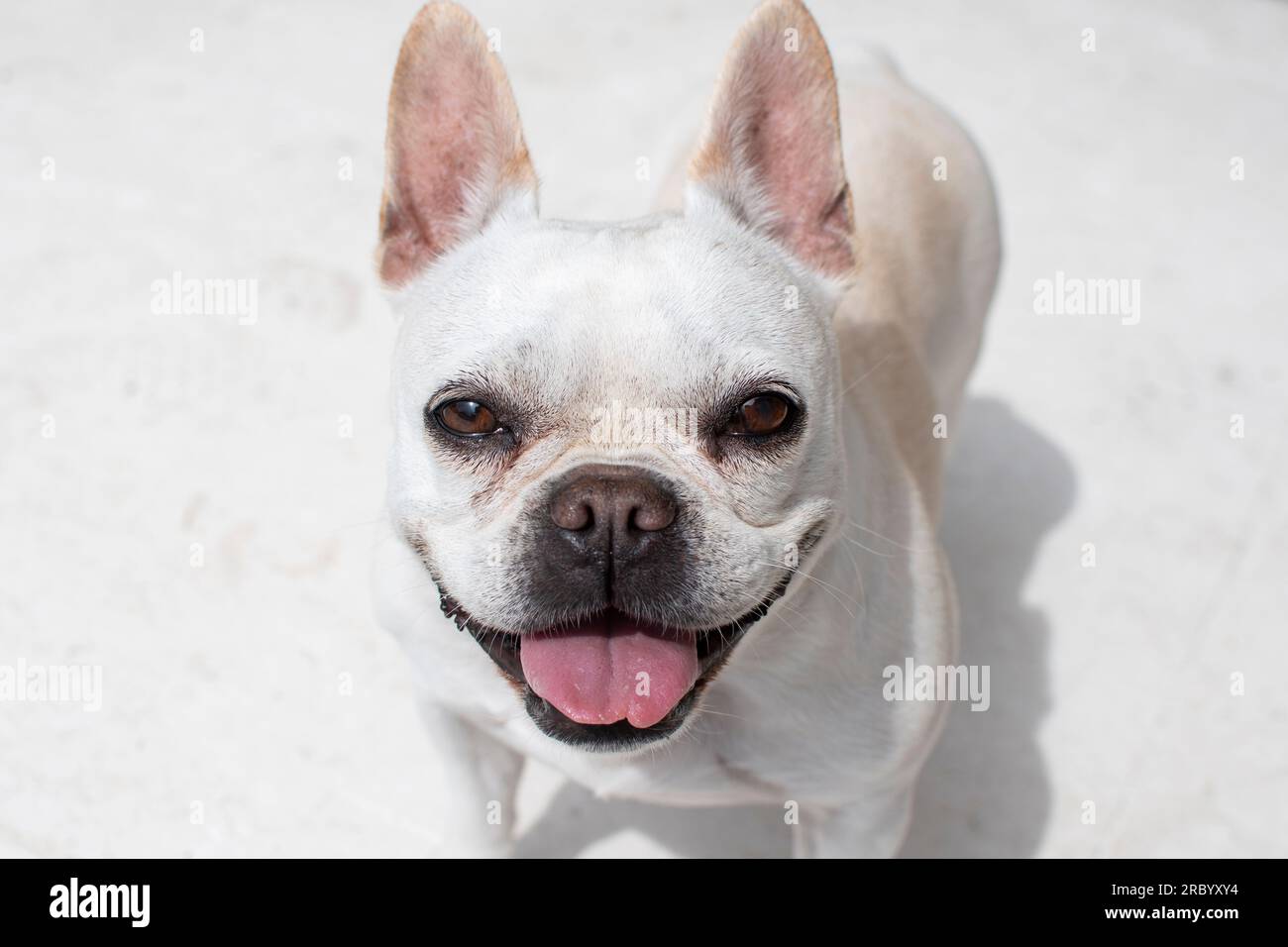 Portrait de Bulldog français blanc Banque D'Images