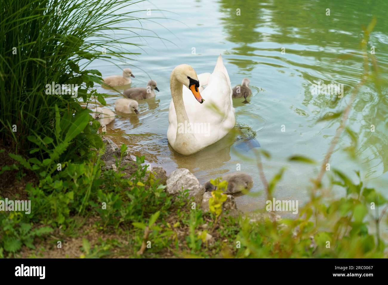 cygne blanc dans le lac avec des cygnes bébés Banque D'Images