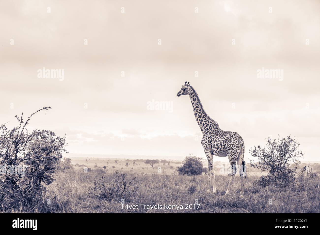Girafe animaux sauvages noir et blanc errant sur le belvédère forêt épaisse dans le parc national de Nairobi seule capitale dans le monde avec un jeu par Banque D'Images