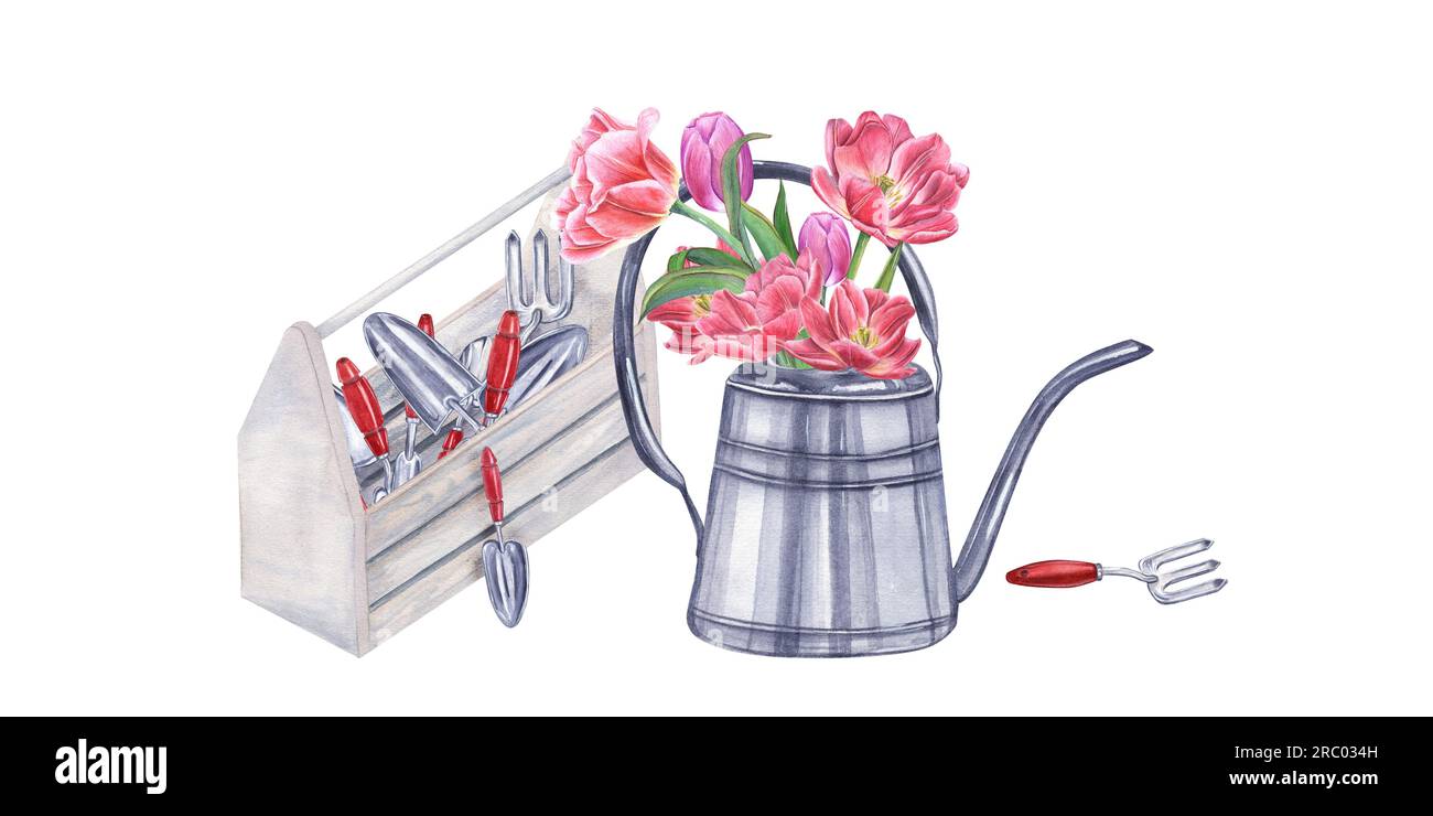 Outils de jardin aquarelle dans une boîte en bois. Bouquet de tulipes doubles roses dans un arrosoir en acier. Illustration isolée sur fond blanc. Truelles à main Banque D'Images