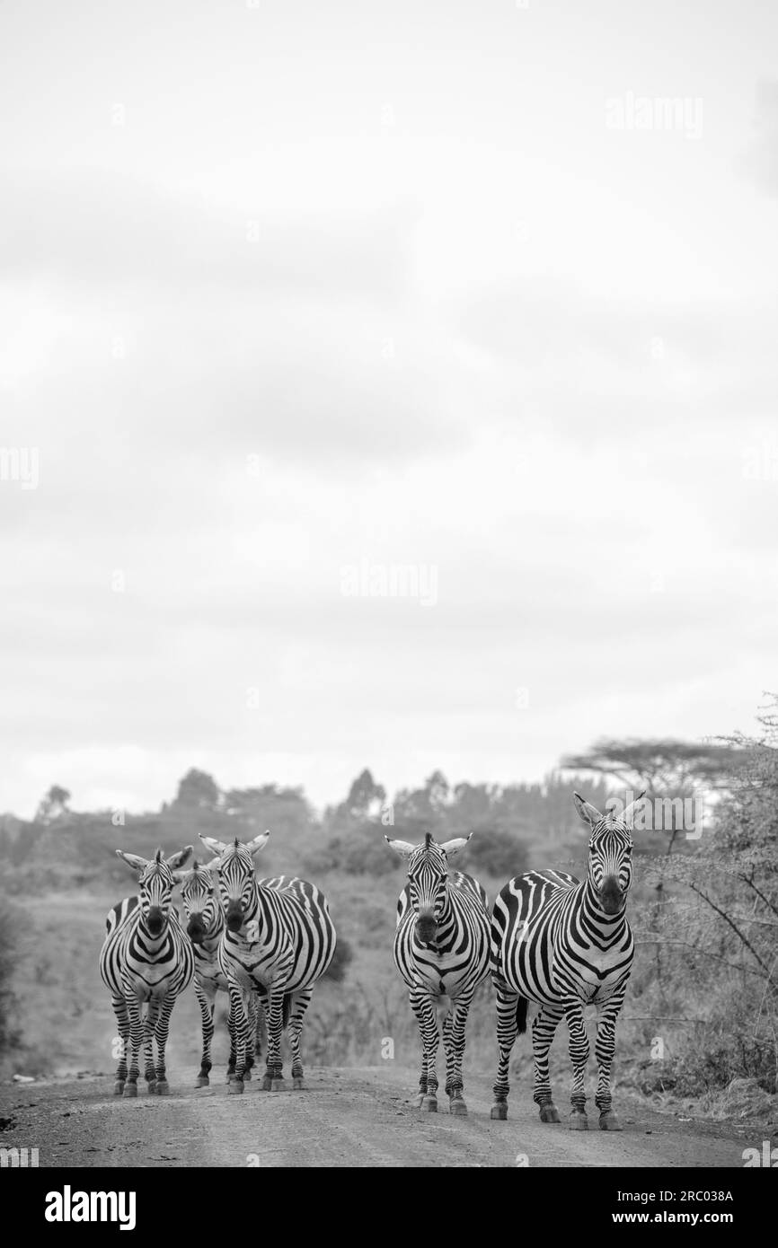 Zèbres faune animaux broutant des prairies de savane dans le parc national de Nairobi dans la capitale du Kenya dans Nairobi City County Kenya Afrique de l'est Banque D'Images