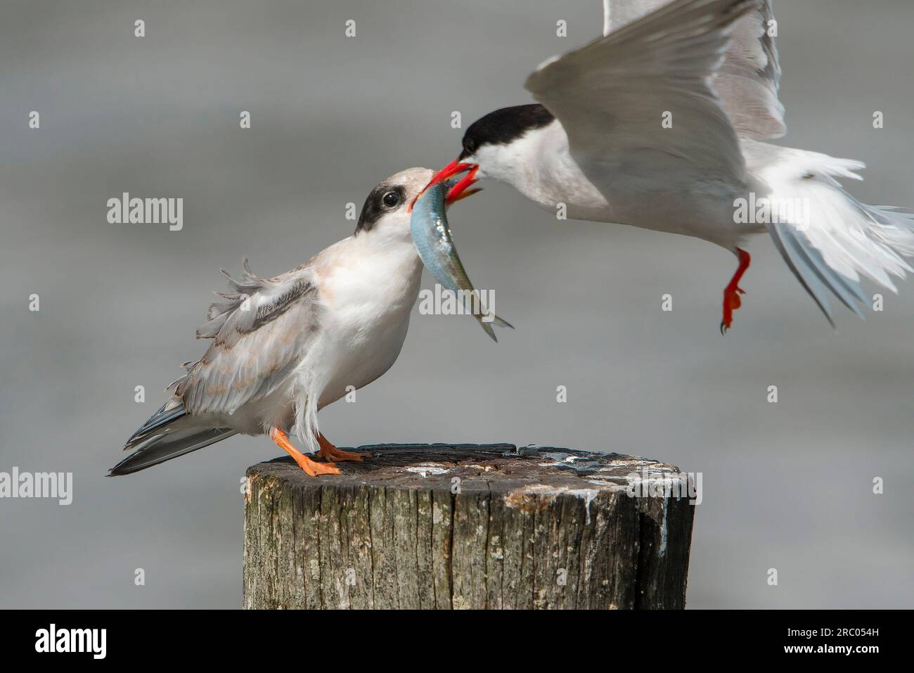 Sterne commune (Sterna hirundo) transfert de nourriture pour oiseaux juvéniles et aînés avec des poissons Banque D'Images